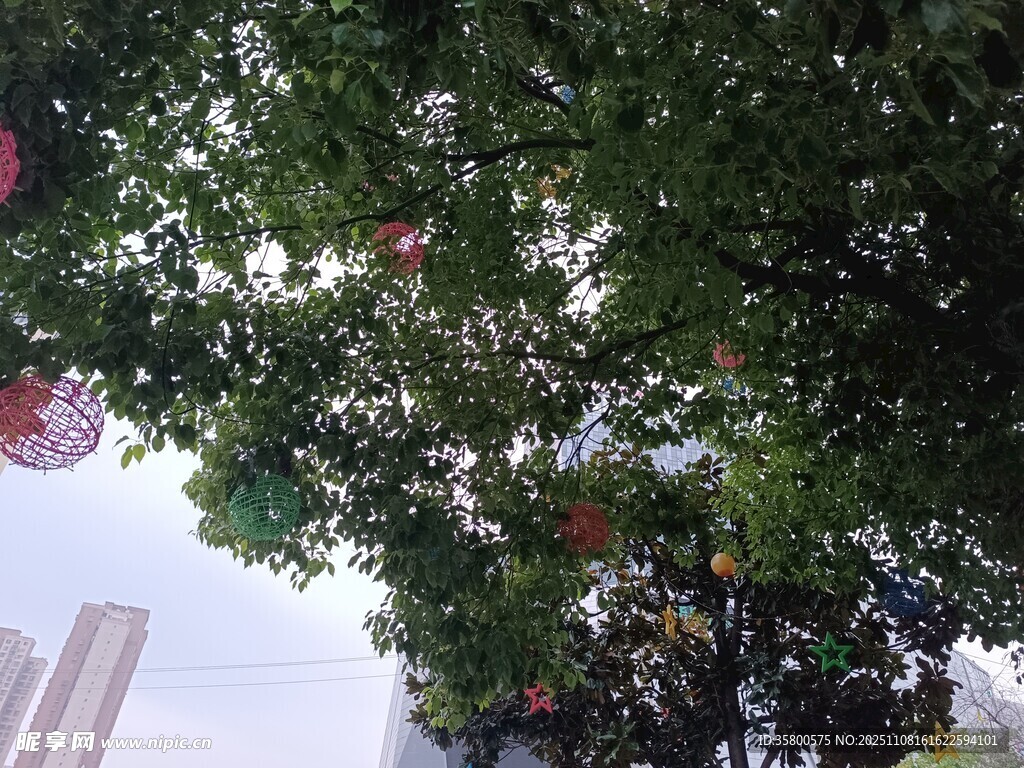 绿叶间的红色装饰点缀