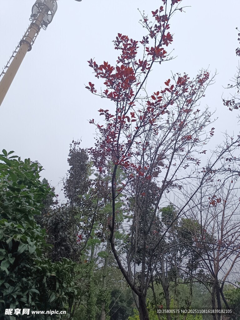 春日繁花绿树景致