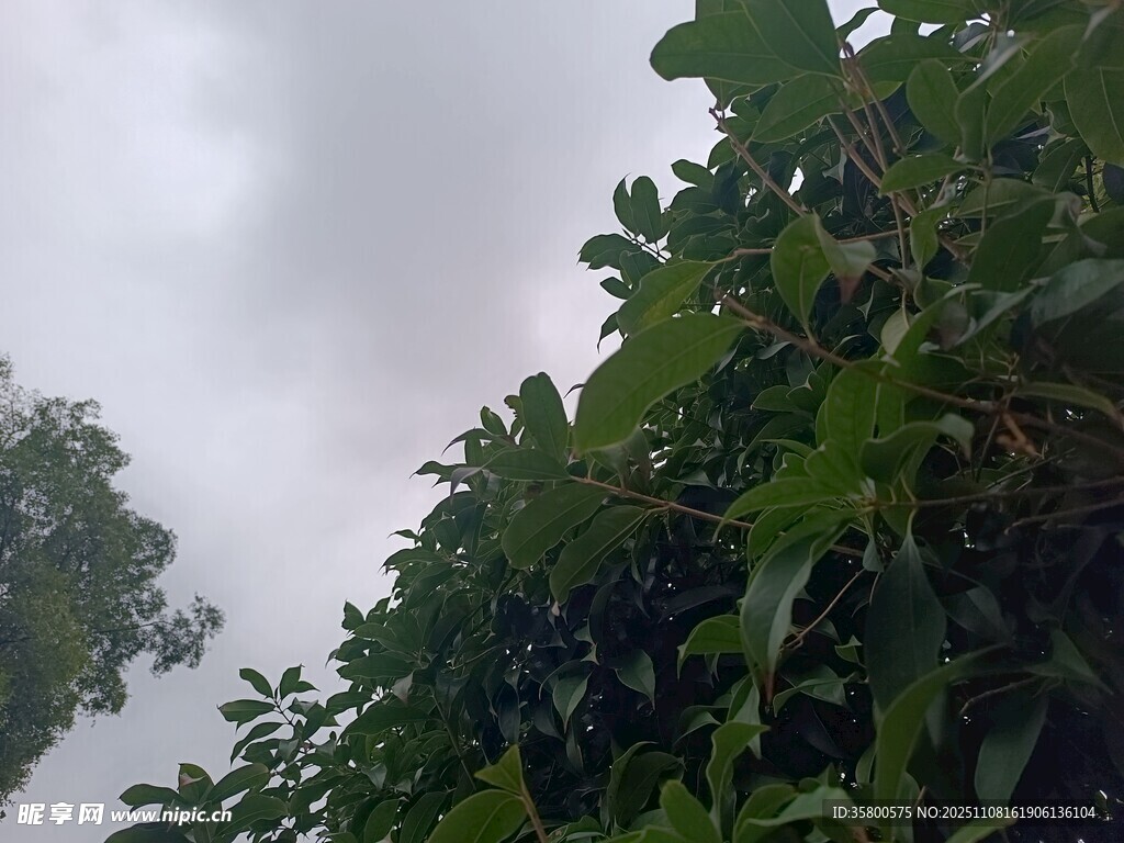 仰视繁茂绿植的天空景象