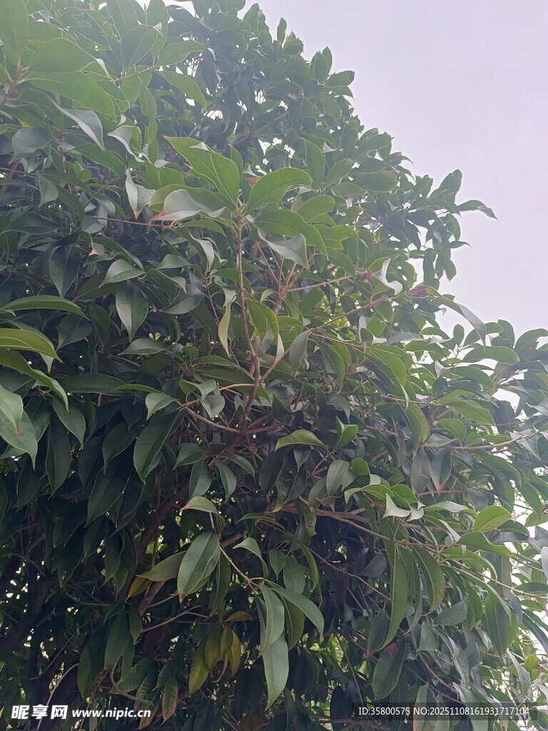 繁茂绿叶的树木景象