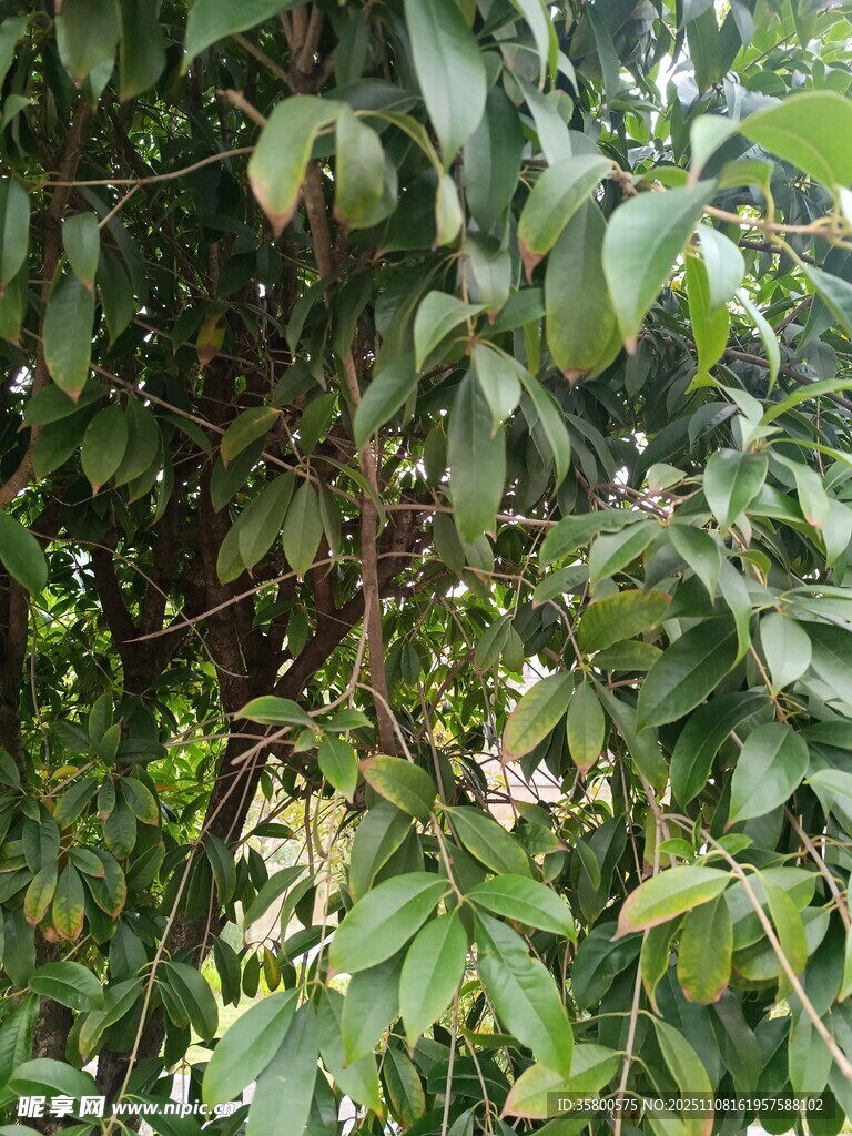 绿叶间绽放的美丽花朵