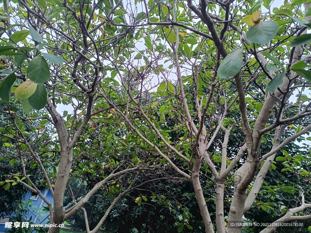 繁茂枝叶的绿植景观