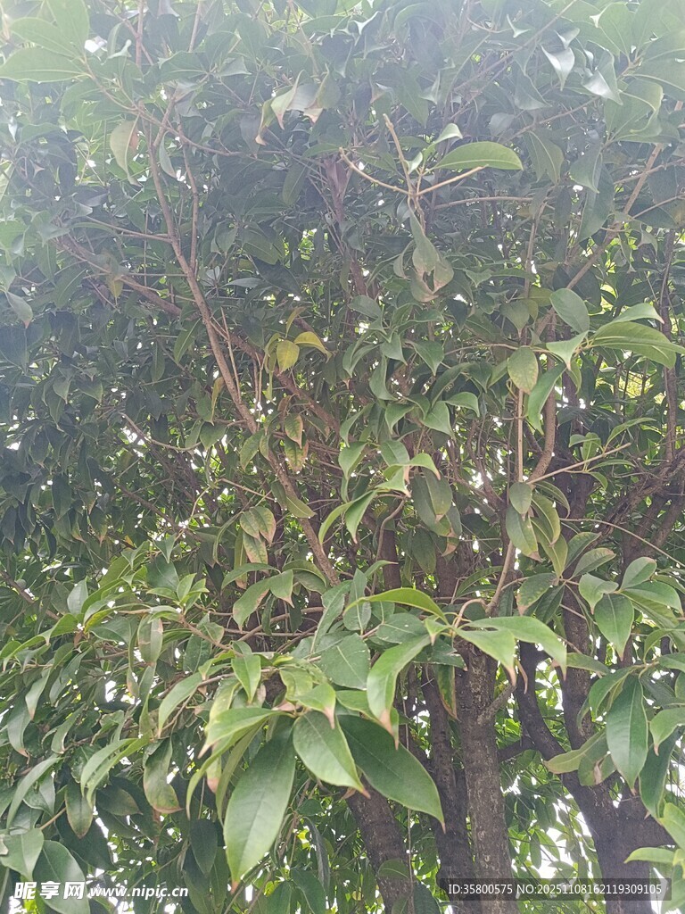 绿叶繁茂的树木景象