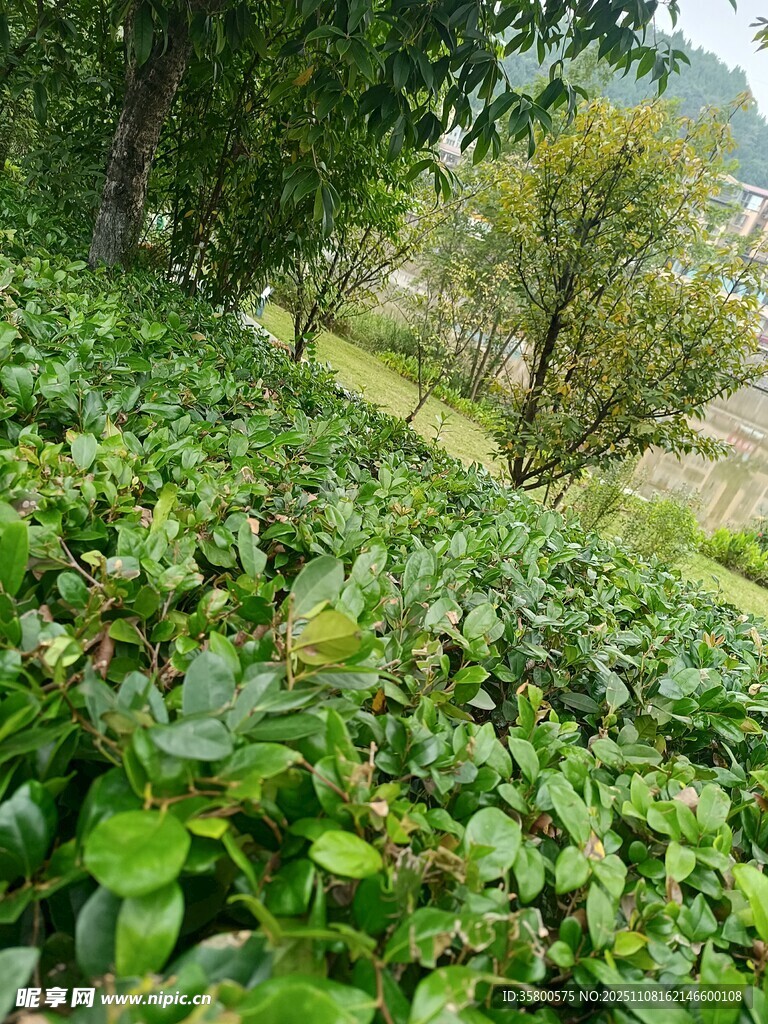 绿意盎然的繁茂植物景观