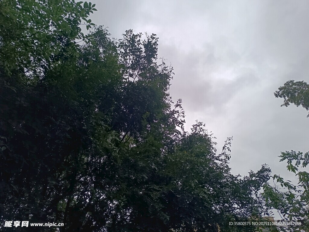 天空下的繁茂绿树