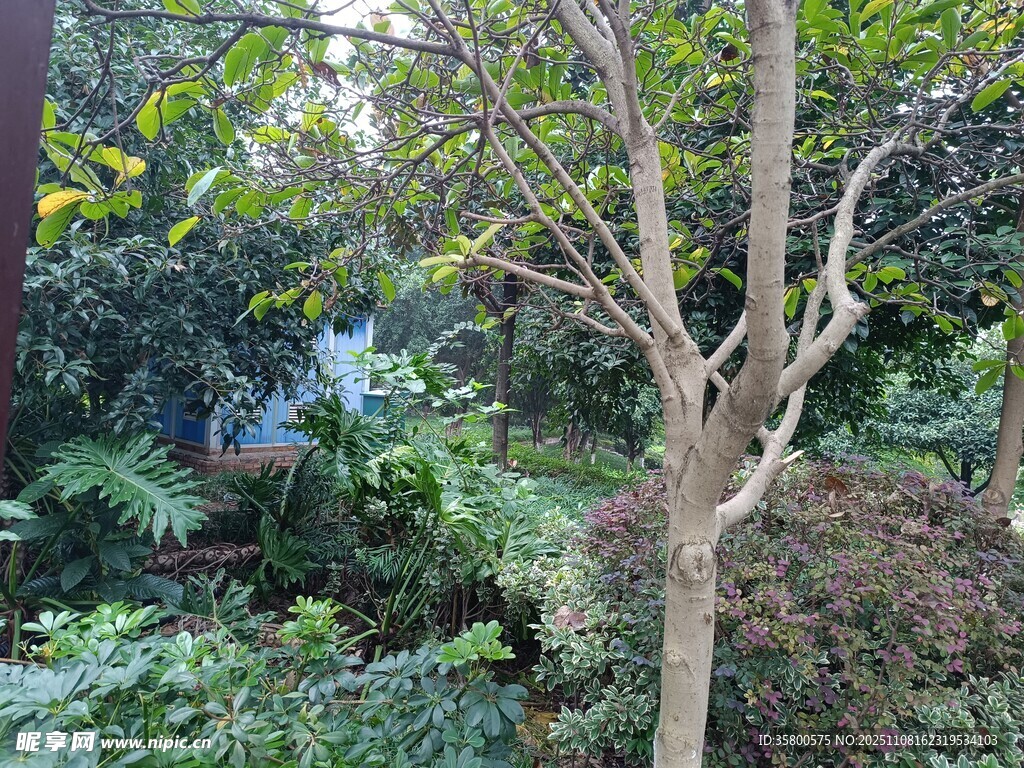 园林中光秃枝干的树木