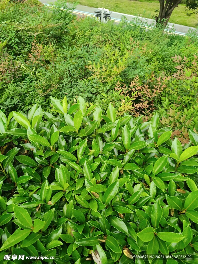 翠绿繁茂的植物景观