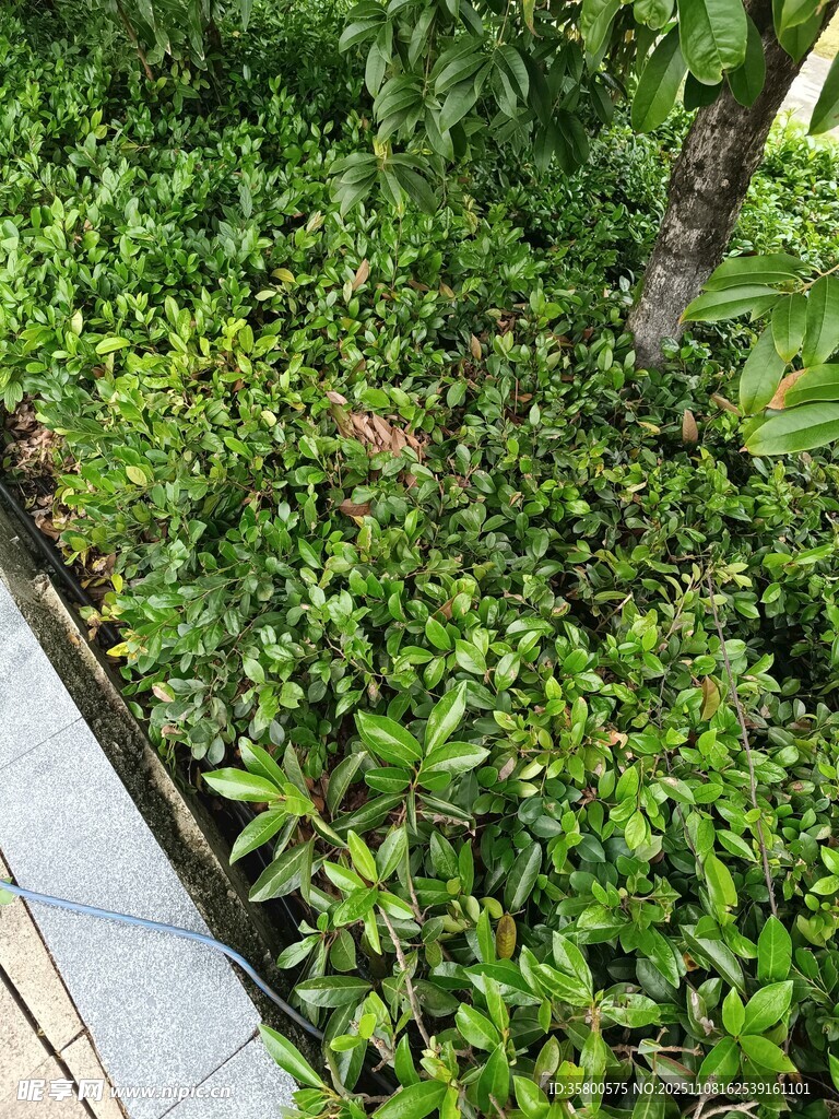绿植盆栽景观