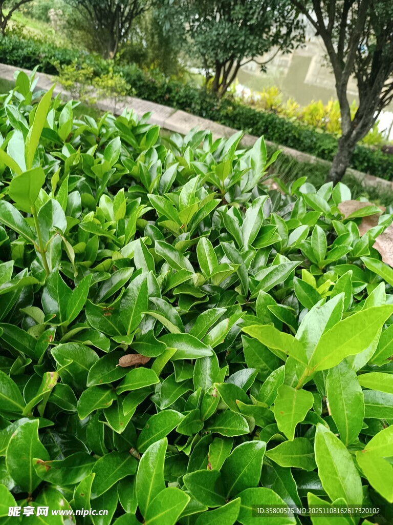 翠绿繁茂的绿植景观