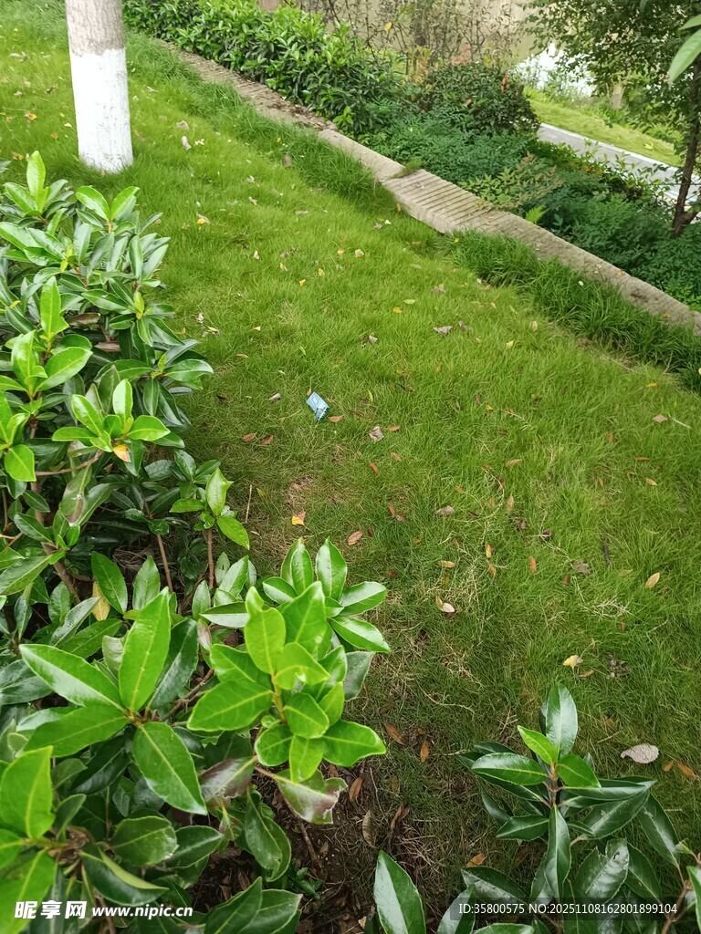 绿意盎然的庭院景观