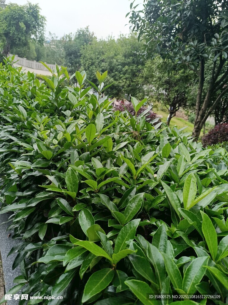 翠绿繁茂的植物景观