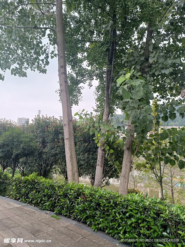 林荫小道旁的绿植景观