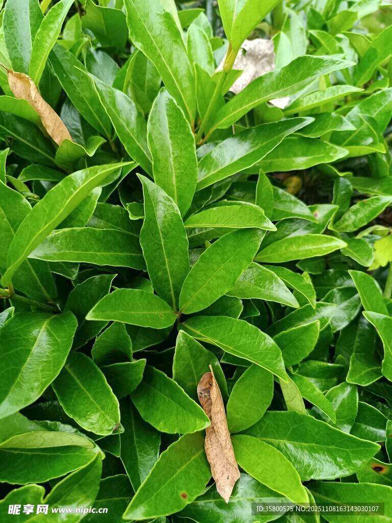 翠绿繁茂的植物叶片