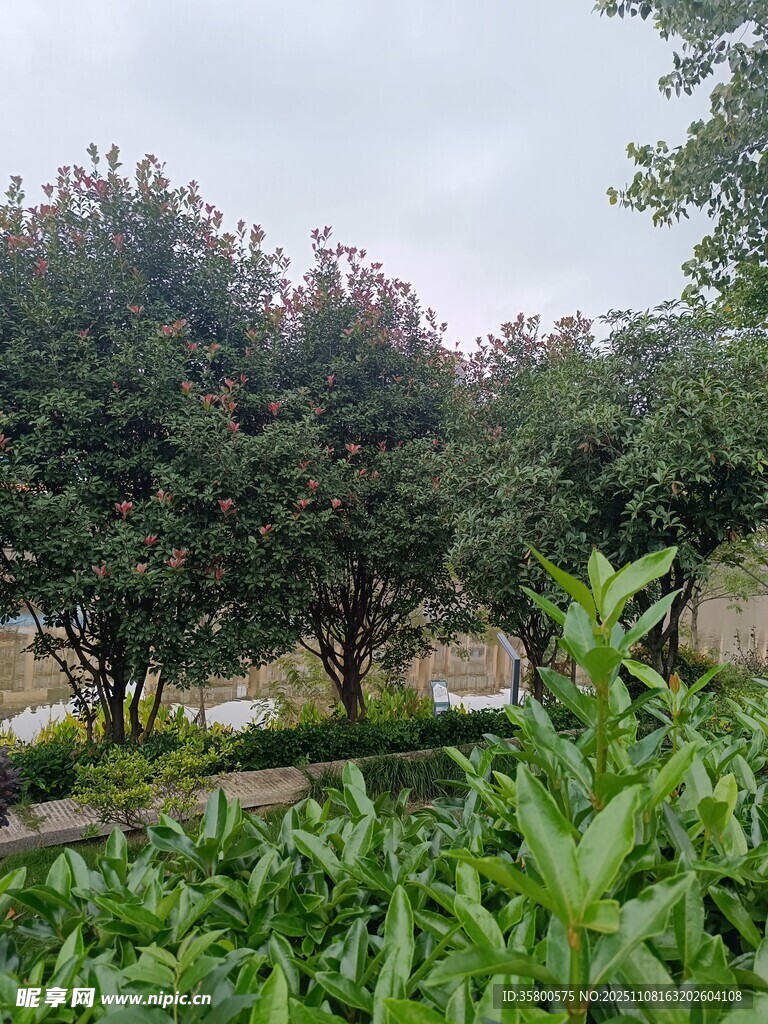 绿意盎然的园林景观