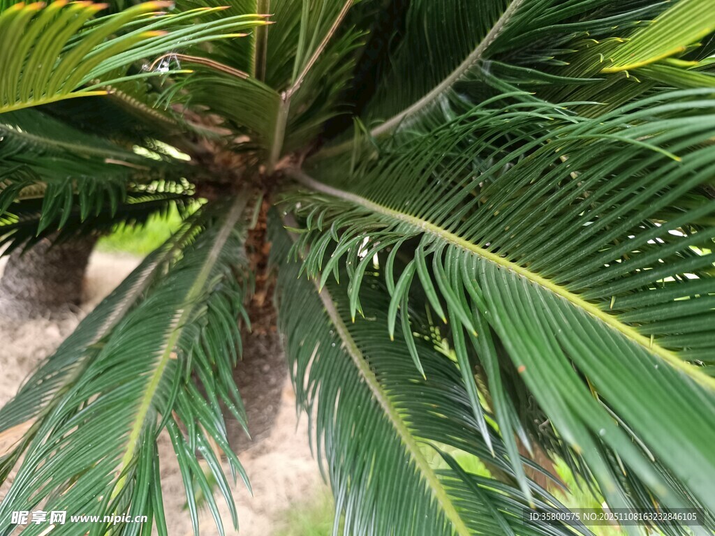 热带棕榈树叶特写