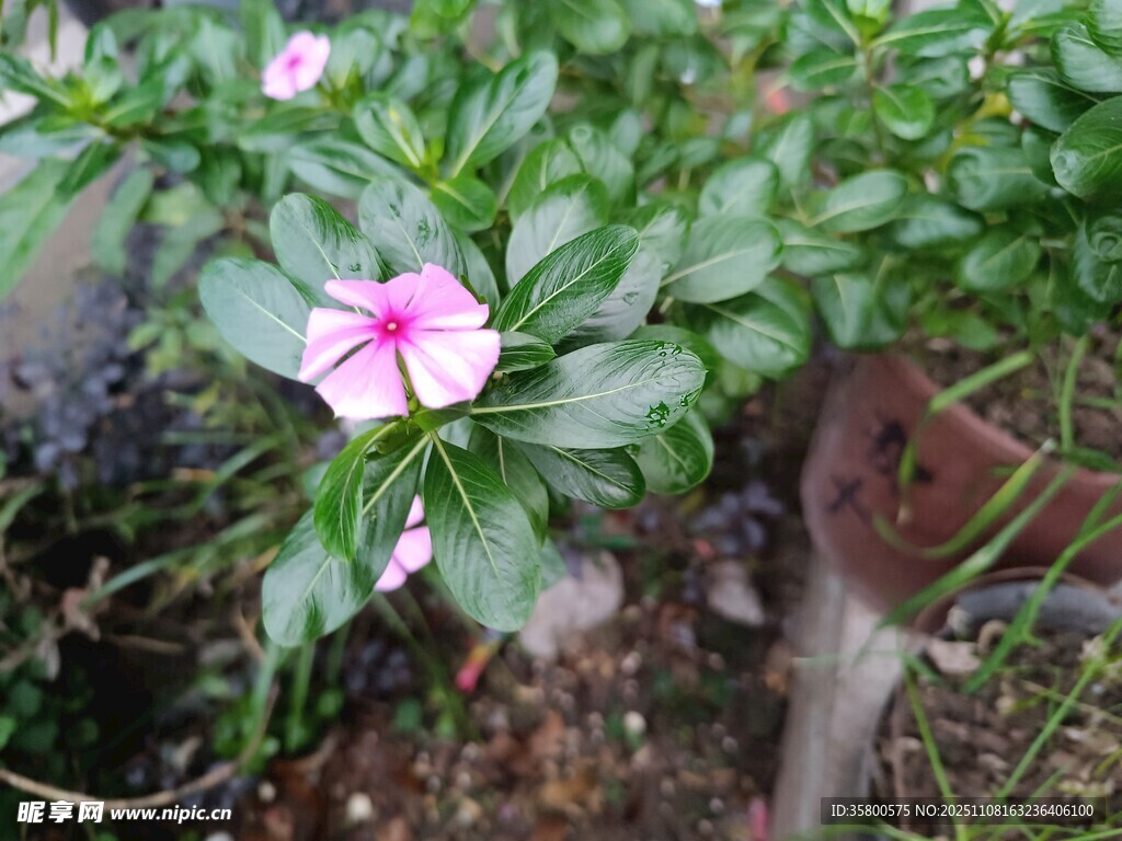 绿叶丛中的娇艳粉色小花