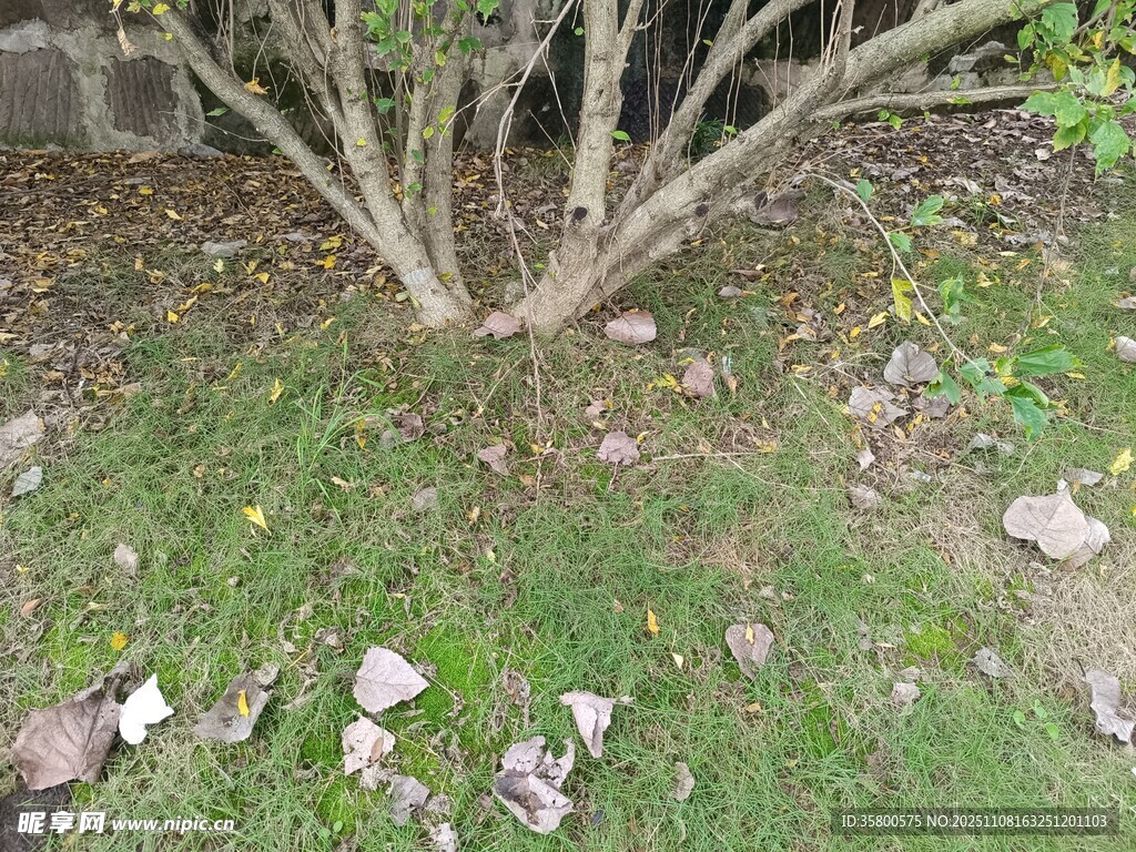 地面散落树叶与碎石景象