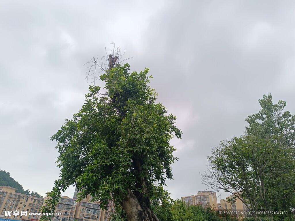 高耸大树于阴天场景中