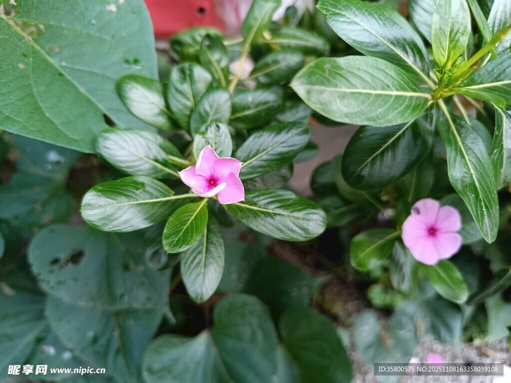 粉色小花绽放绿叶间