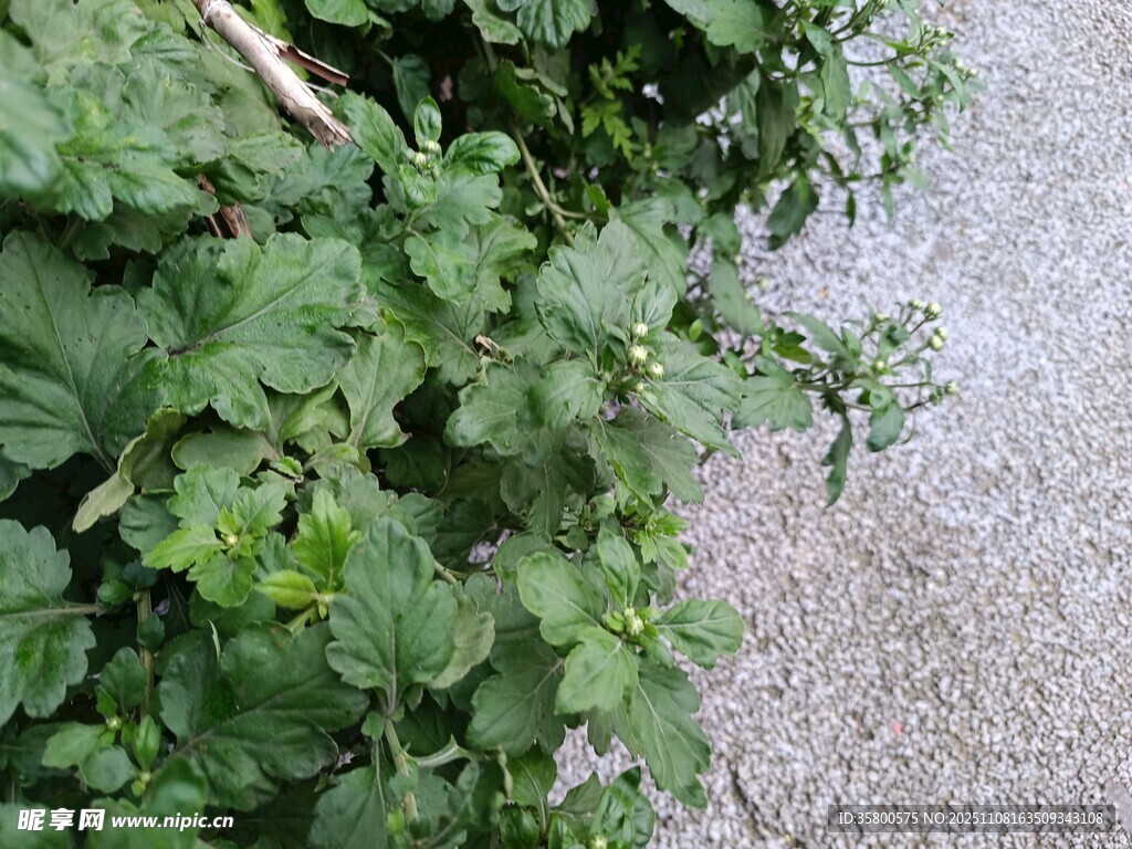 路边的绿色植物