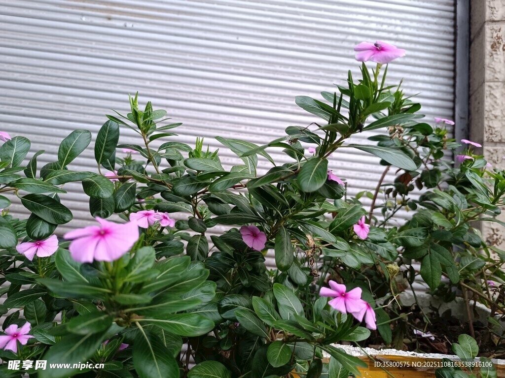 盆栽长春花绽放美丽花朵