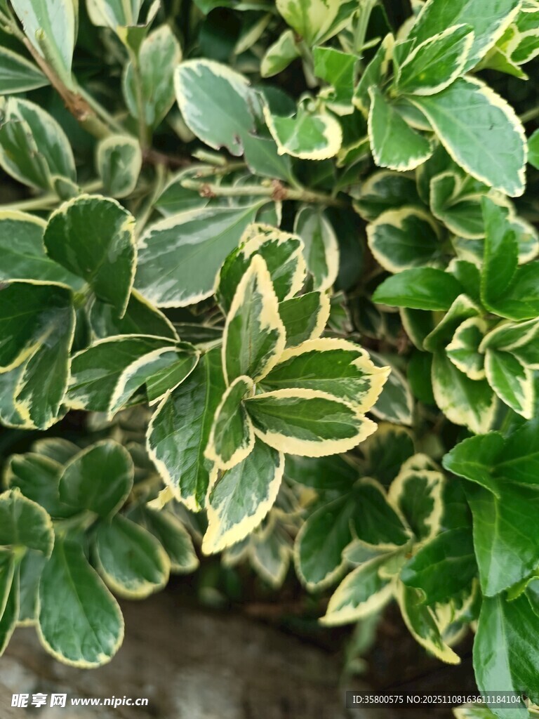 金边绿叶植物特写