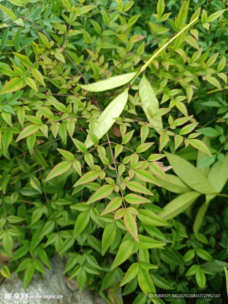 翠绿植物枝叶特写