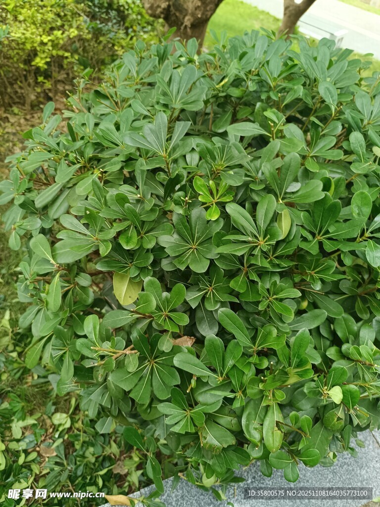 茂盛绿植景观