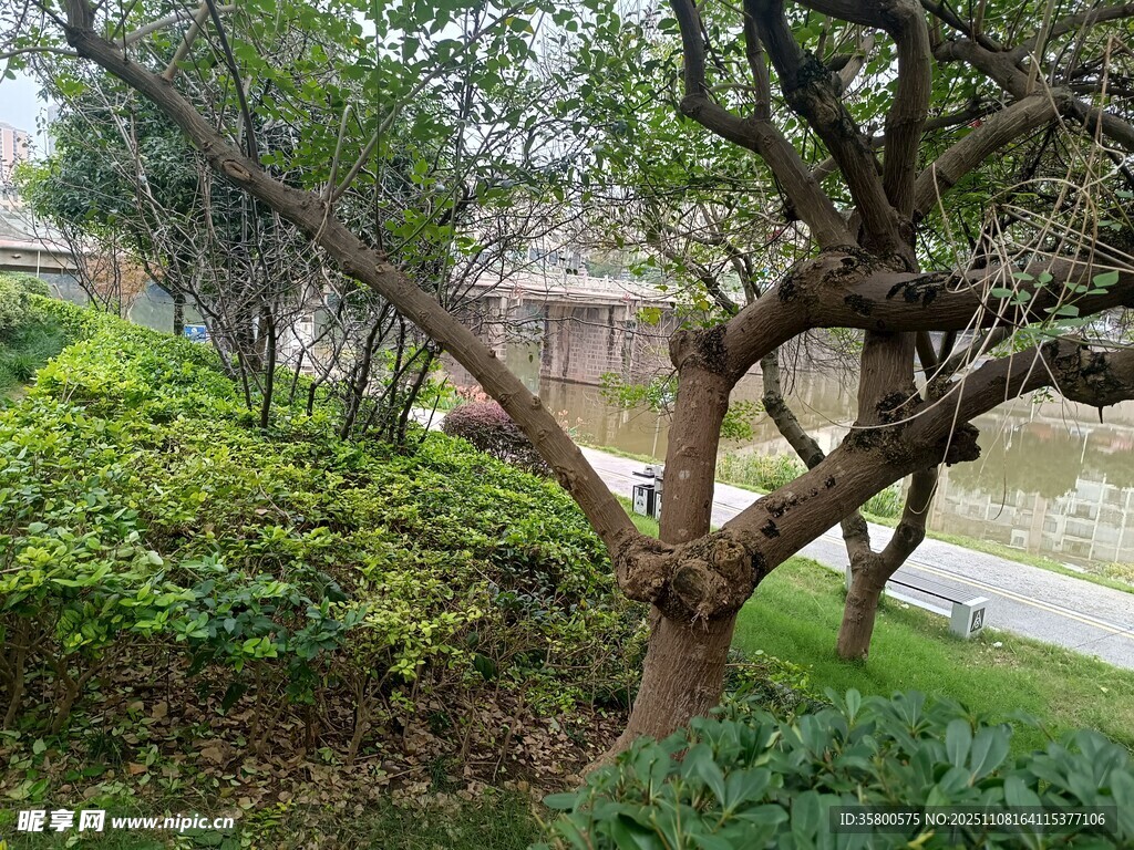 园林中弯曲枝干的树木景观