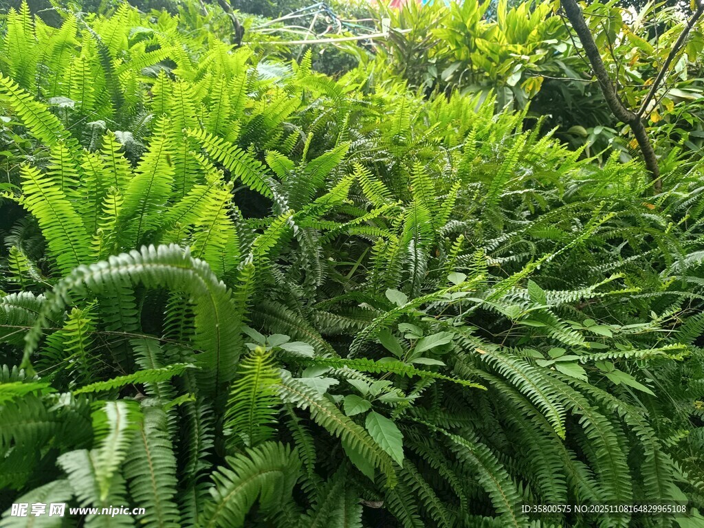 翠绿蕨类植物生机盎然