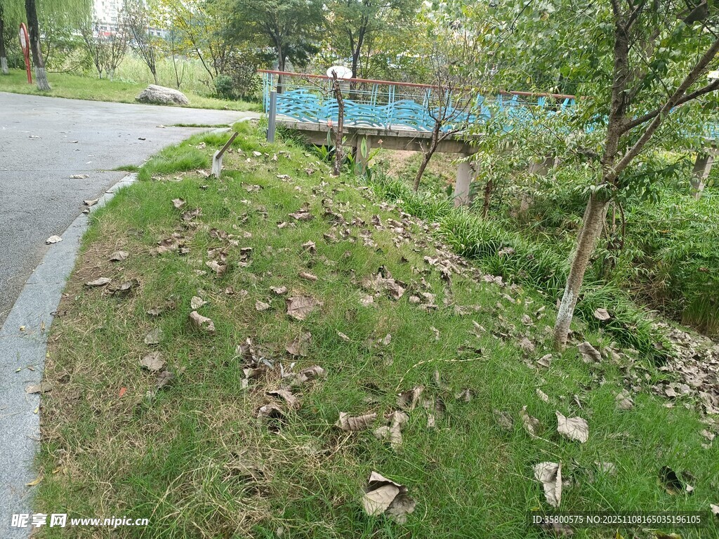 路边绿意盎然的自然景致