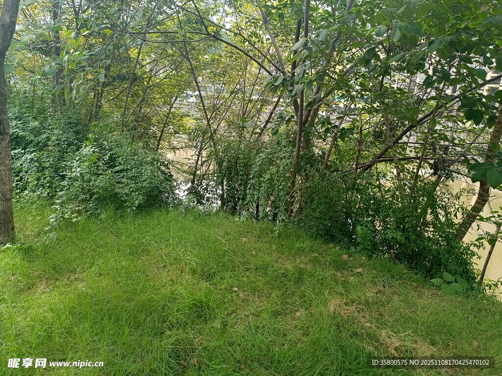 绿意盎然的林间草地