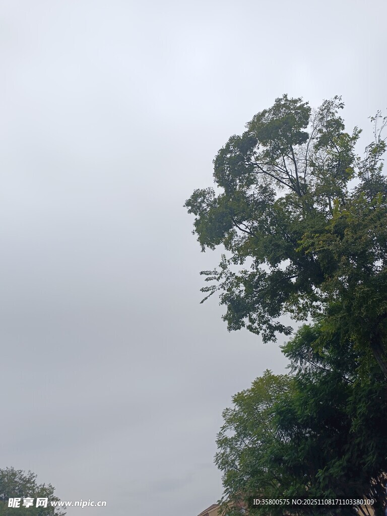 阴天中的葱郁树木