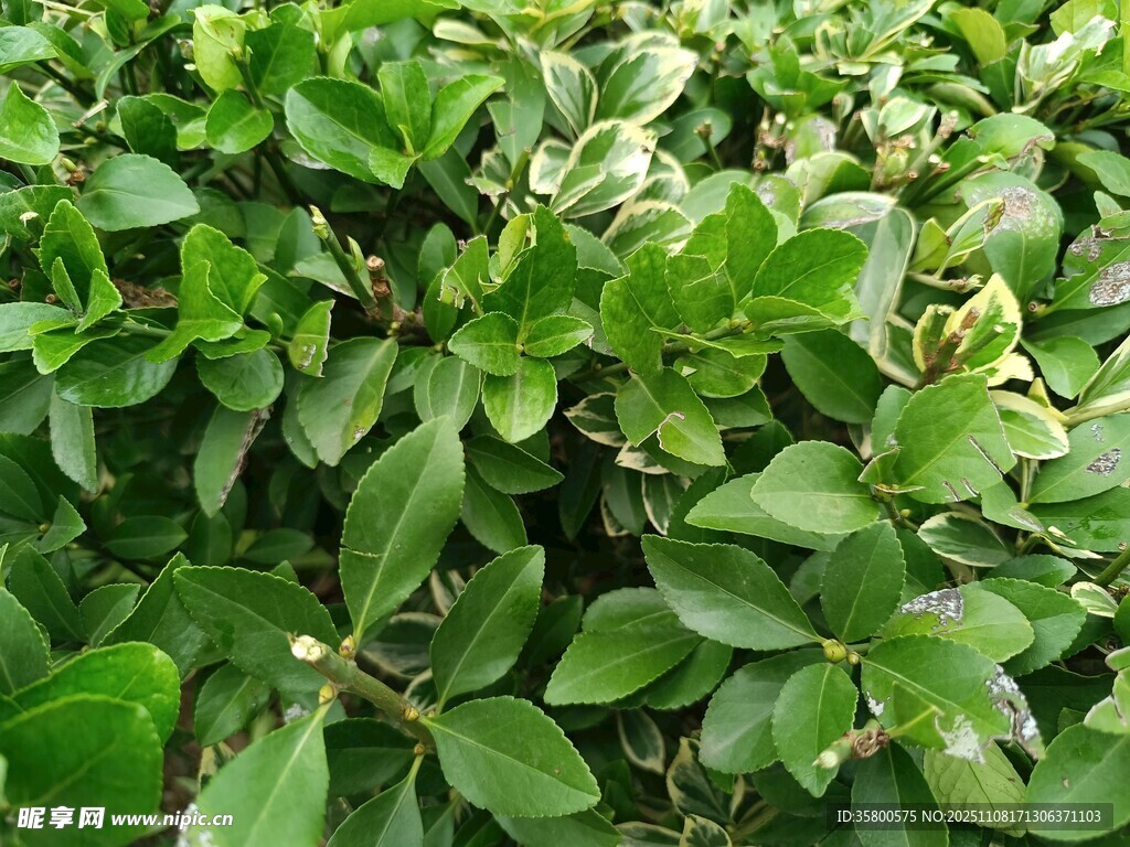 翠绿繁茂的灌木丛