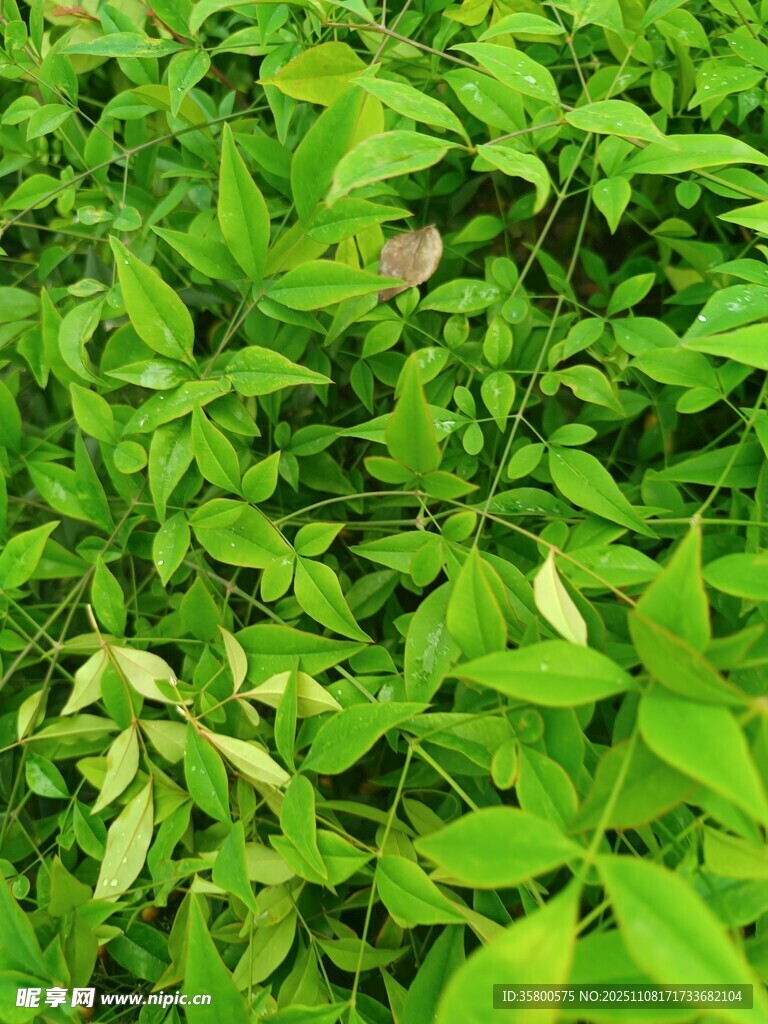 翠绿繁茂的植物叶片
