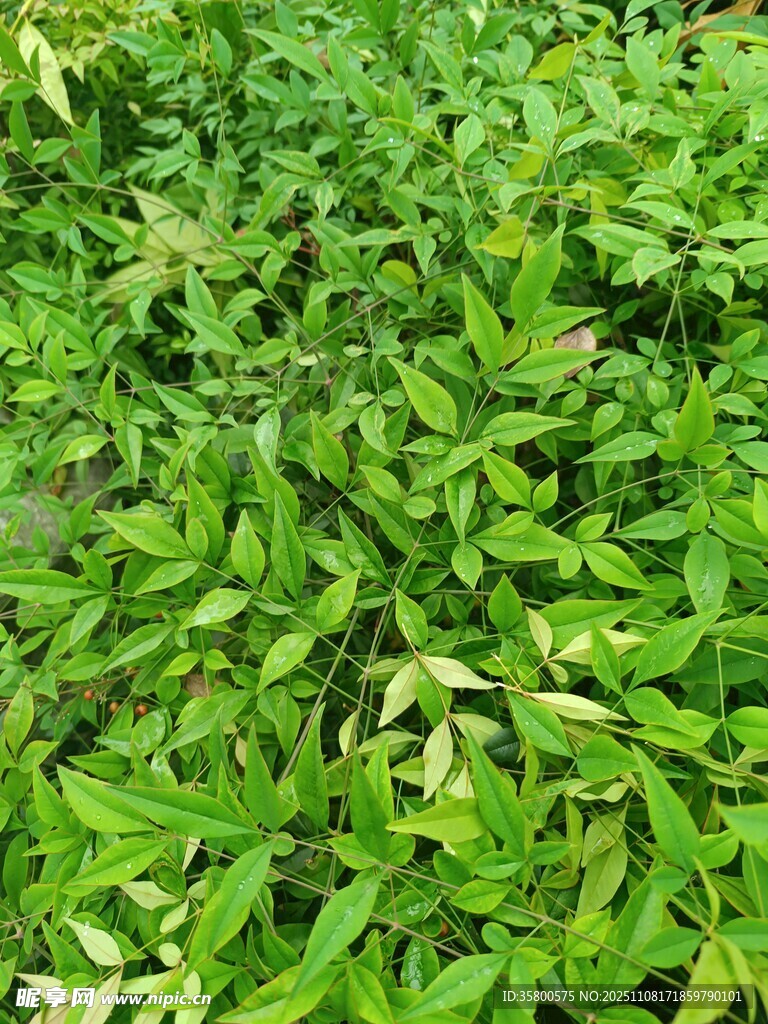 翠绿繁茂的植物景观