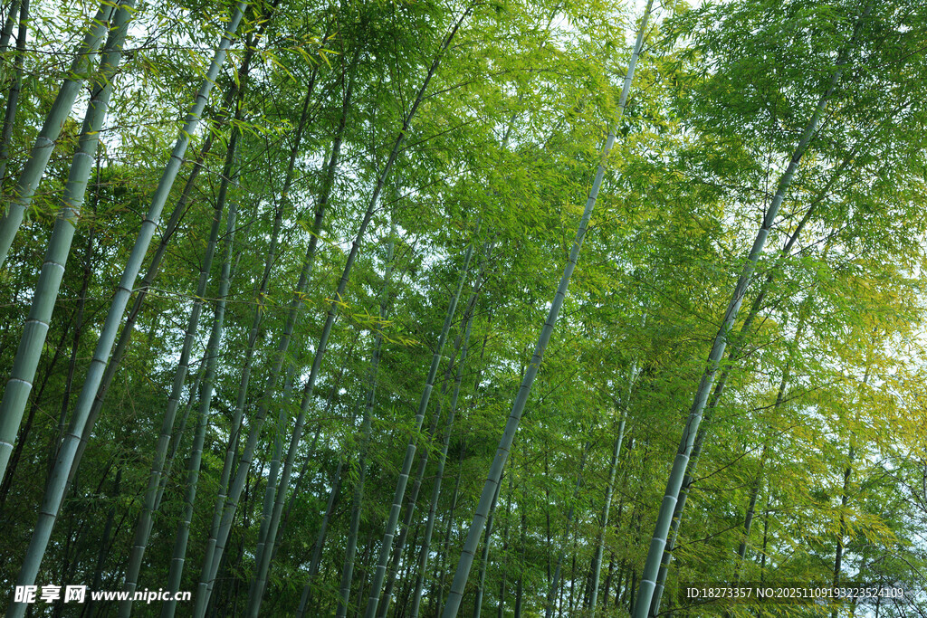 翠绿竹林
