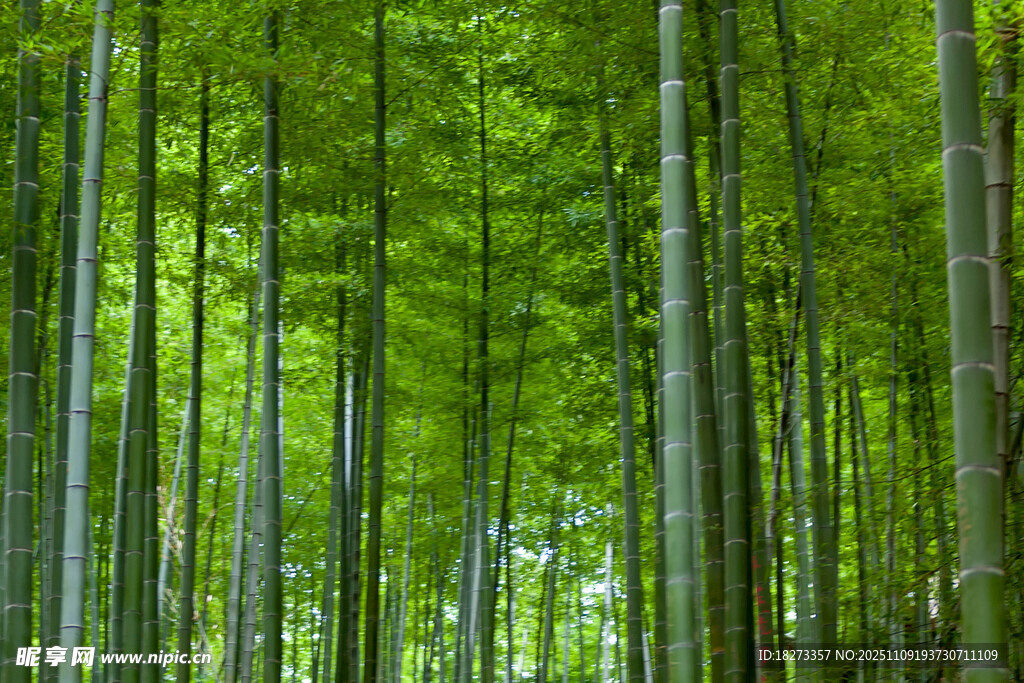 翠绿竹林