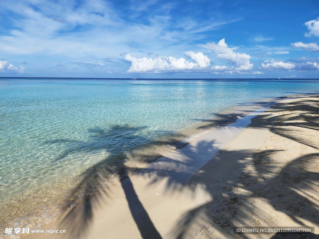 美丽海滩上的棕榈树风光