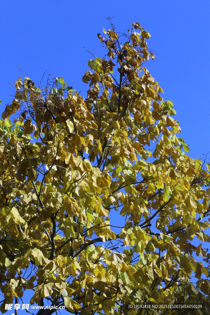 金秋梧桐树 