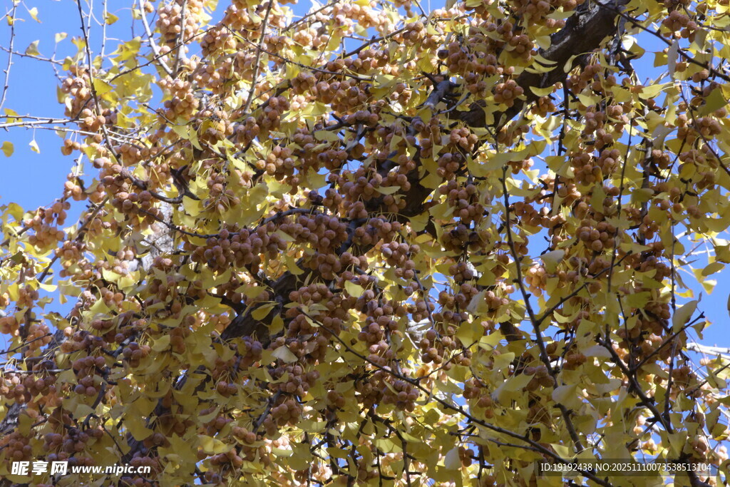 金秋银杏树 