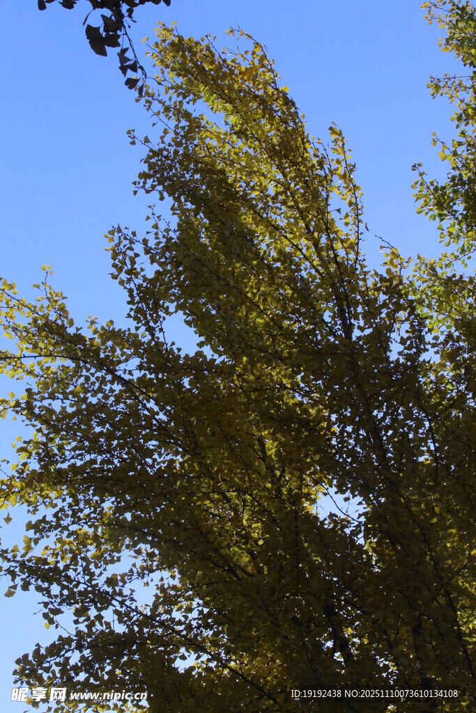 金秋银杏树  