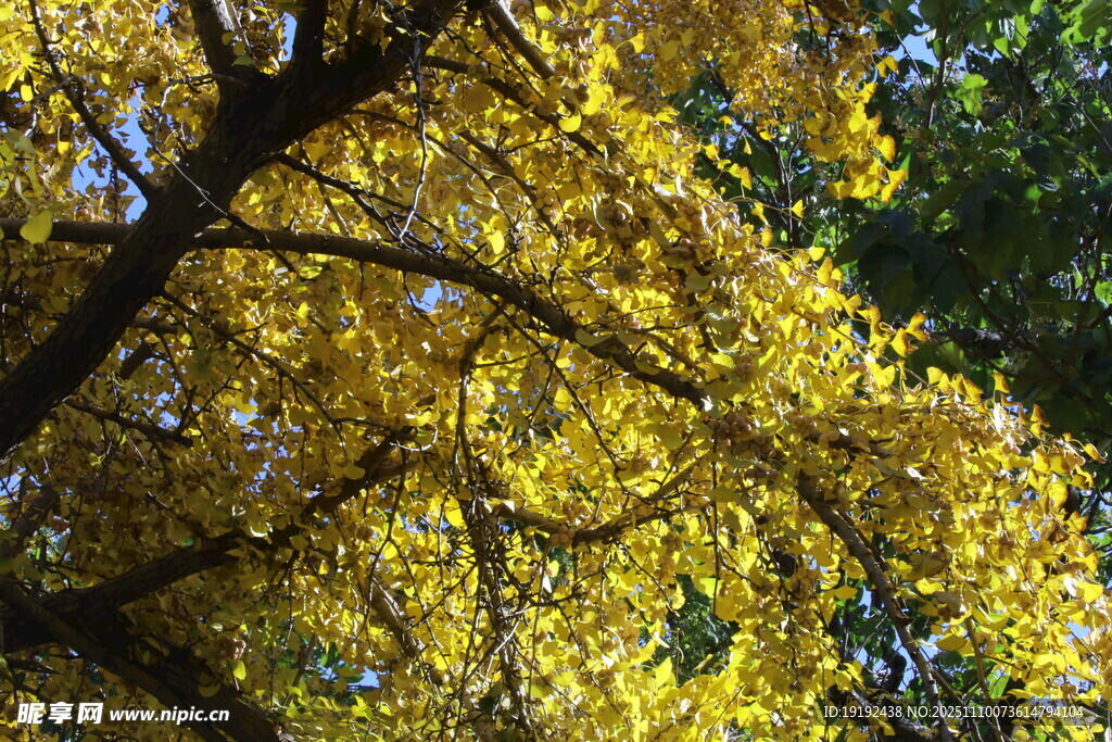 金秋银杏树  