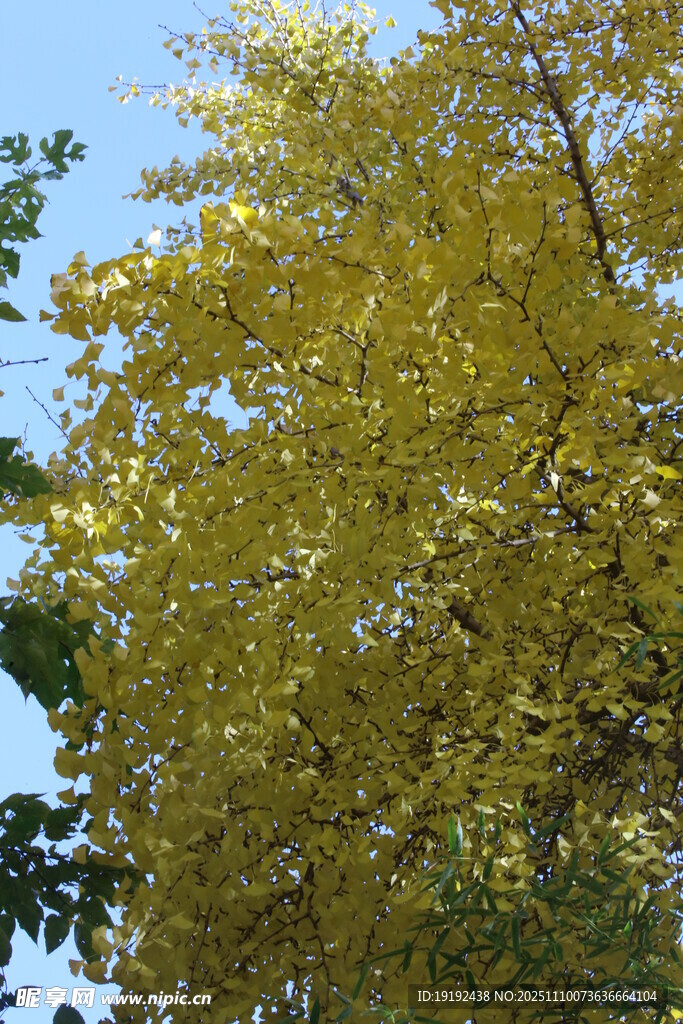 金秋银杏树 