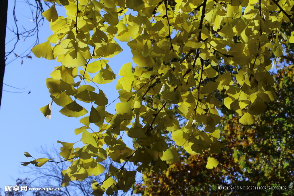 金秋银杏树 
