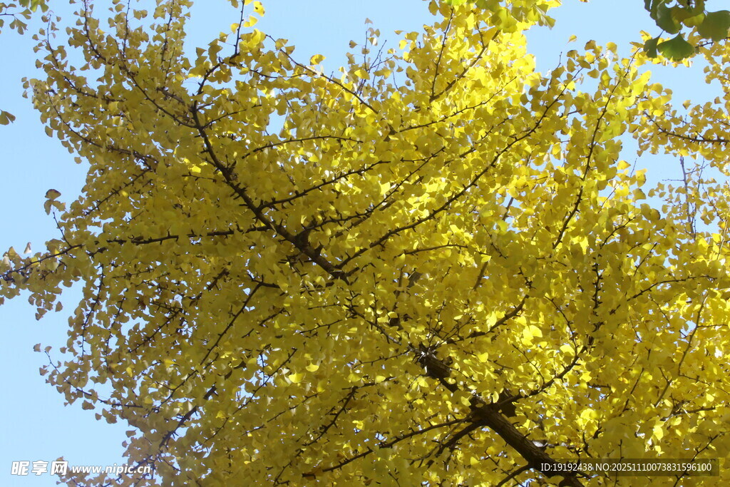 金秋银杏树 