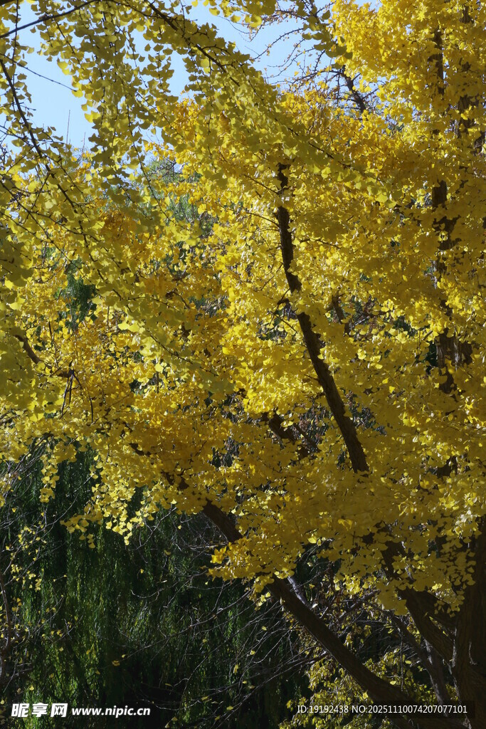 金秋银杏树  