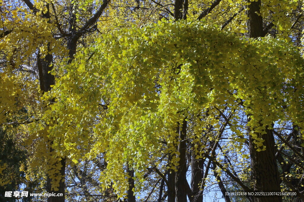 金秋银杏树  