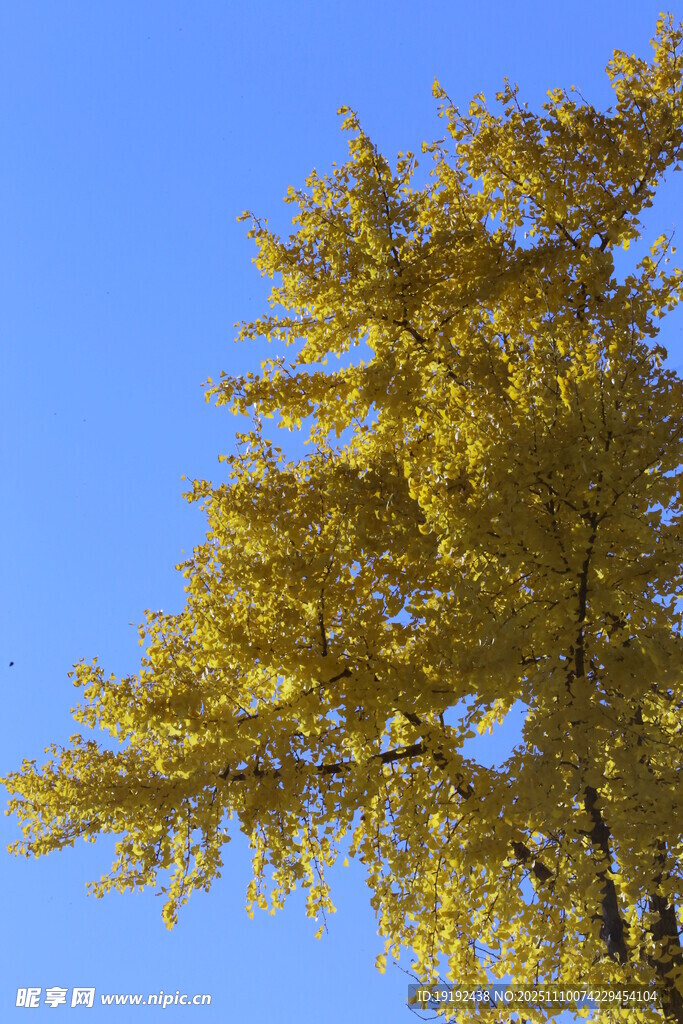 金秋银杏树 