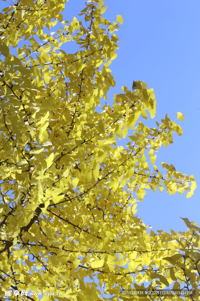 金秋银杏树 